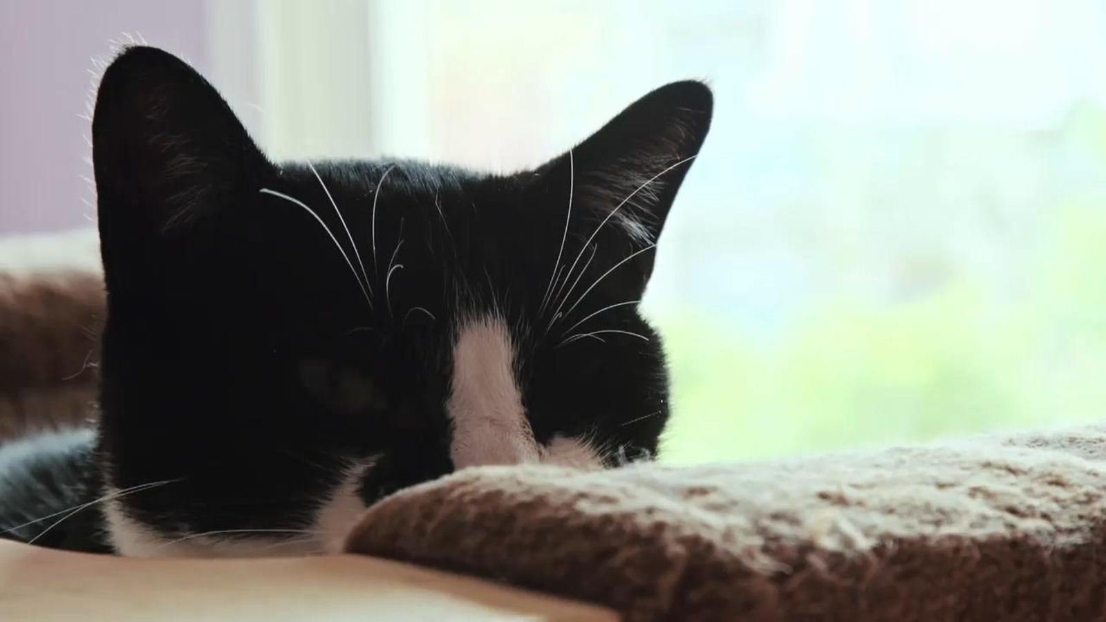 11.10.2020 | La meua filla és campiona del món - Els animals són família