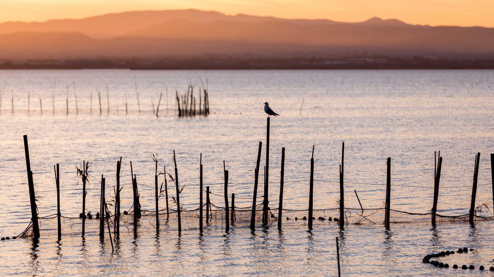 L'albufera de València, al capvespre