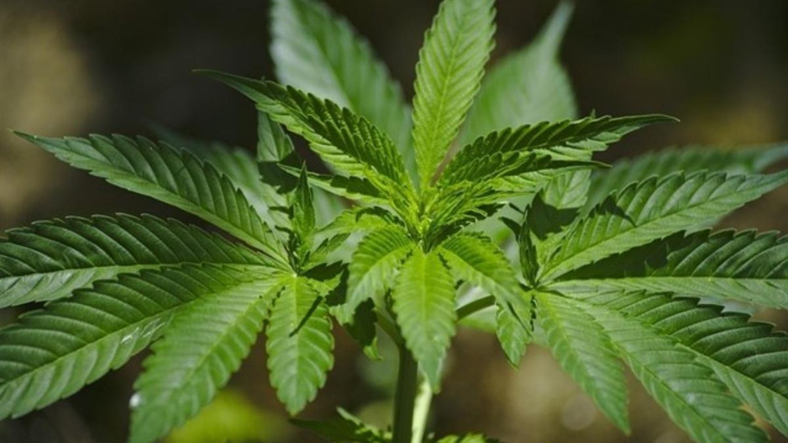 El Constitucional anul·la la llei catalana d\'associacions cannàbiques