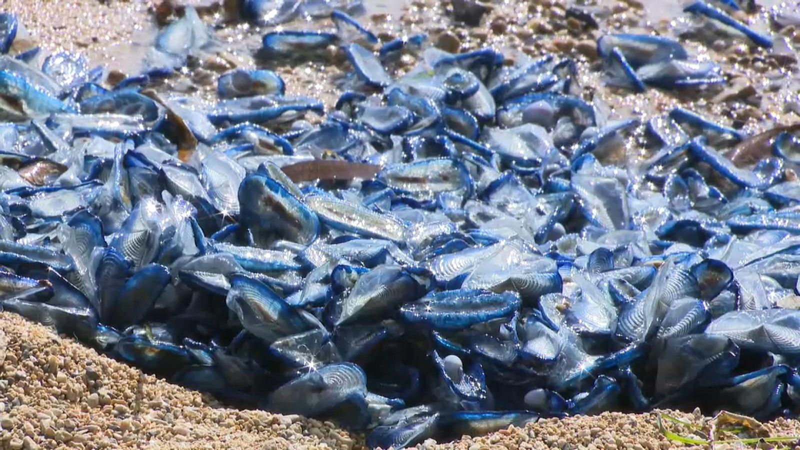 Una allau de meduses tiny la cala de Cantalars, a Alacant