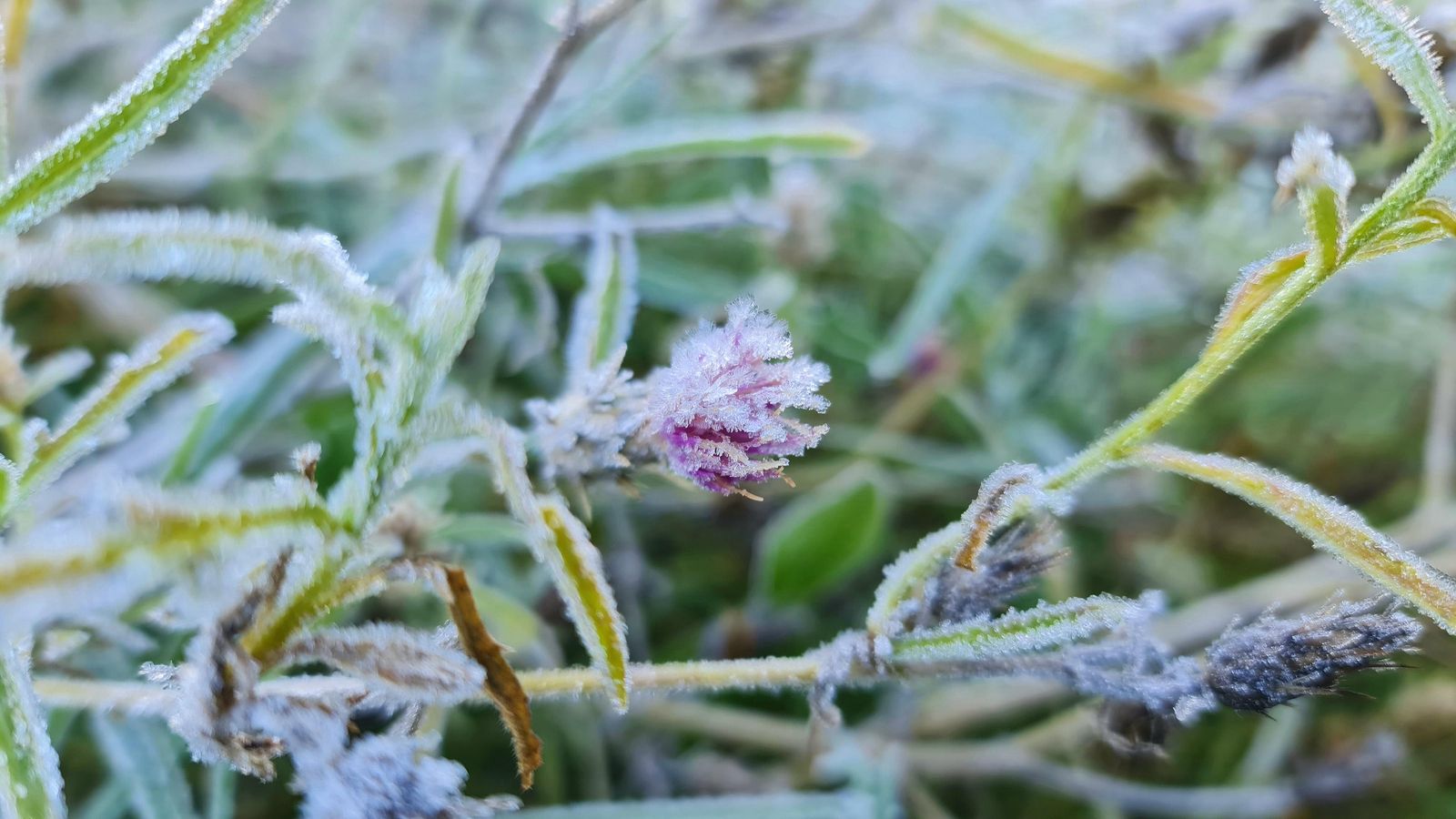 BOCAIRENT, LA VALL D'ALBAIDA