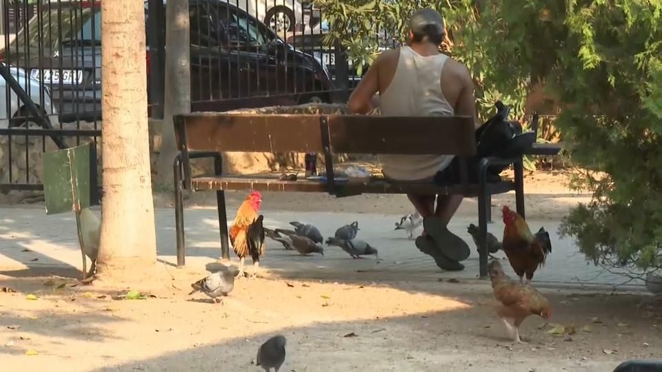 Les gallines envaixen Torrevieja