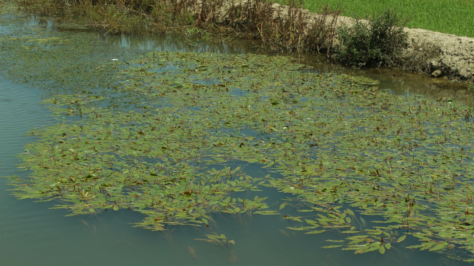 Ecosistema en què es pot trobar la papallona Elophila nymphaeata