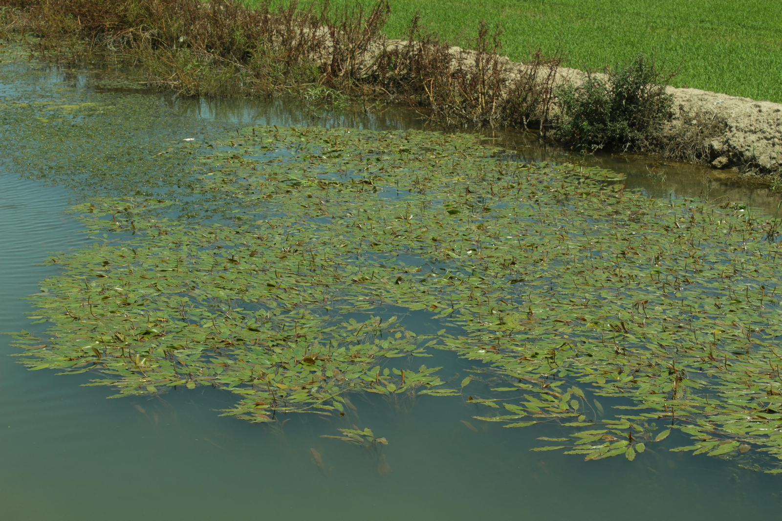 Ecosistema en què es pot trobar la papallona Elophila nymphaeata