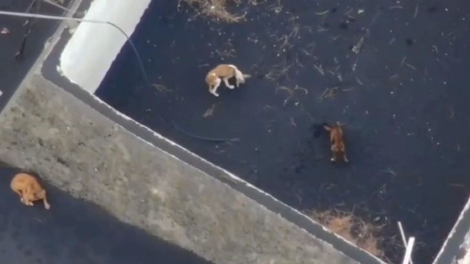 Tres dels gossos atrapats en La Palma