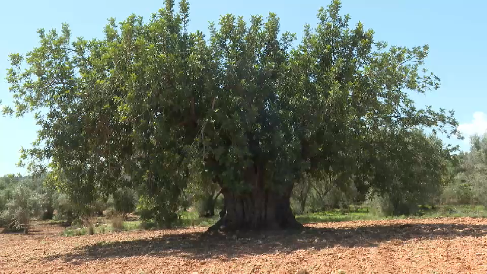 GARROFERA XIVA guanya premi