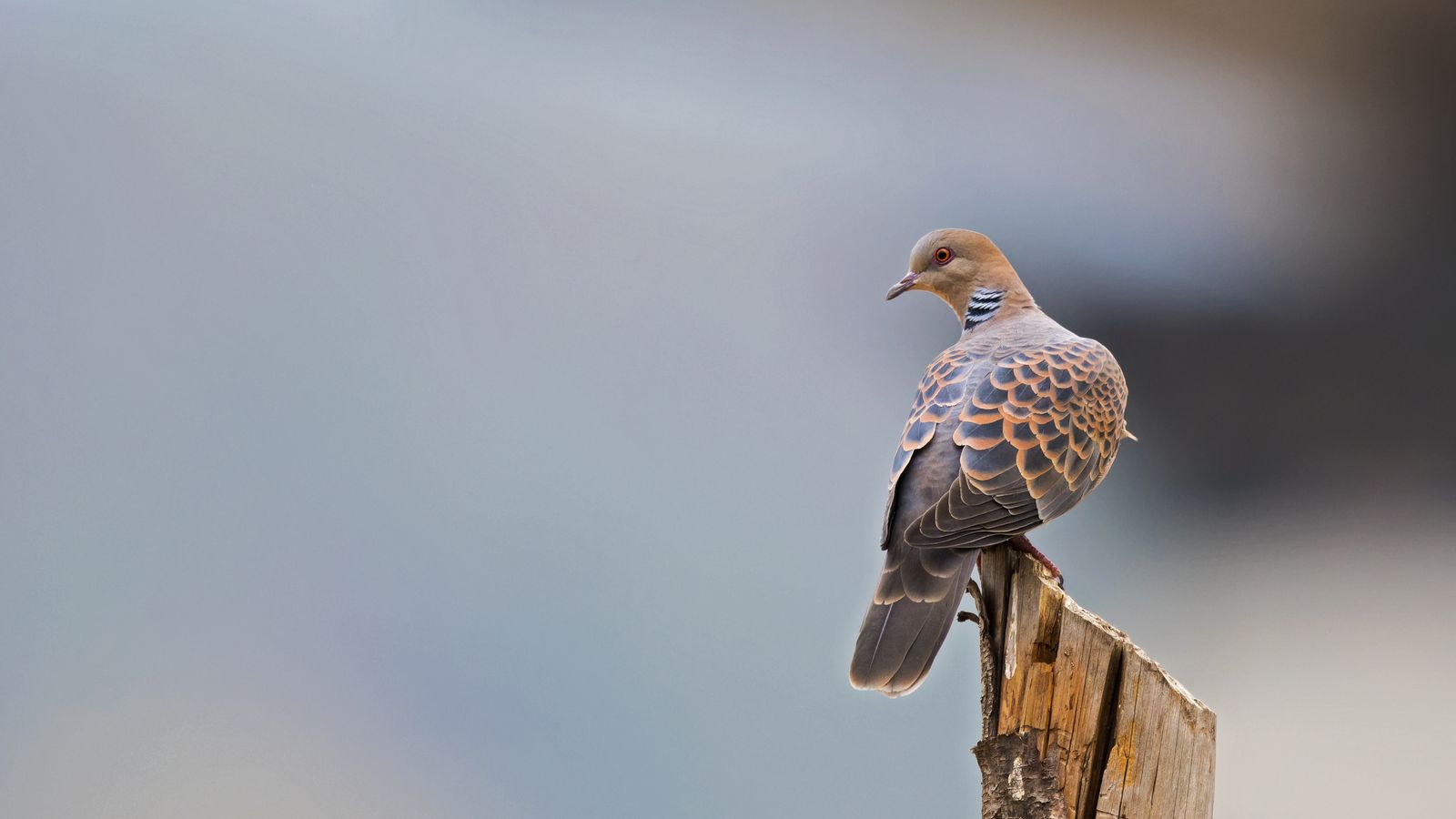 La tórtora europea és una de les espècies que la SVO demana traure del catàleg cinegètic