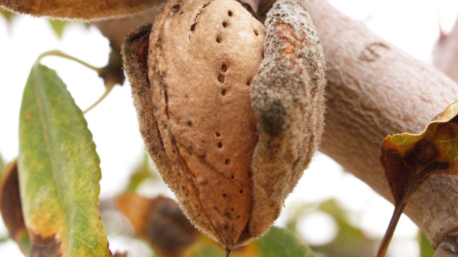 Els productors tindran pèrdues de 50 milions d'euros en el sector de l'ametla