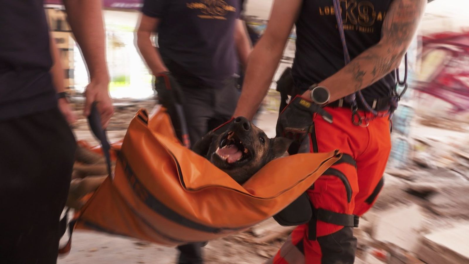 04.10.2026 | Aprenentatge animal