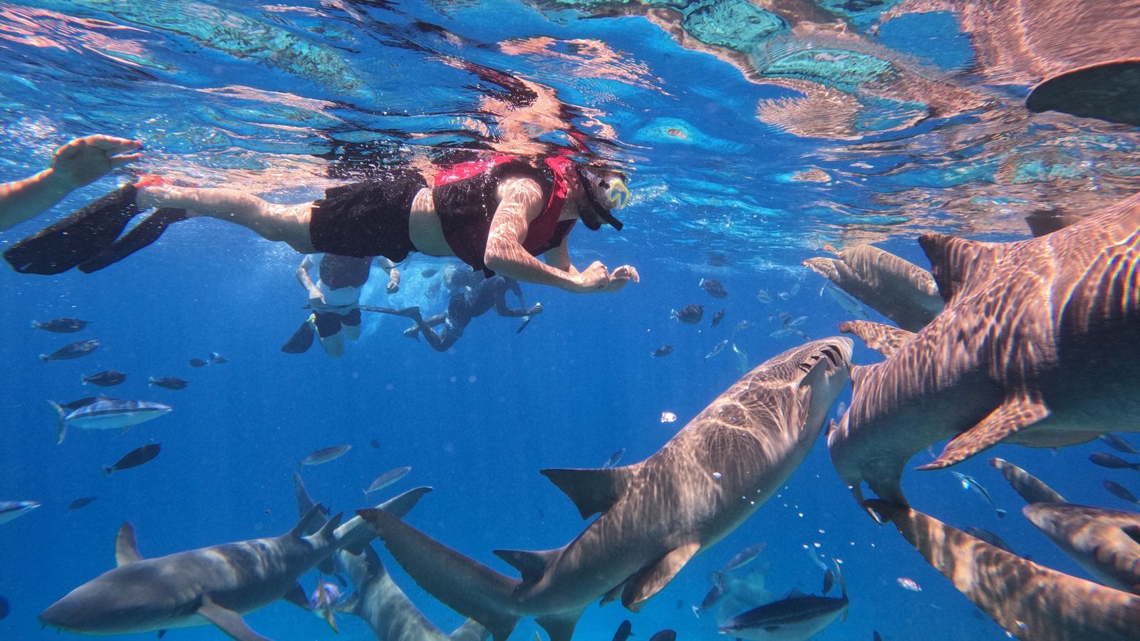 Imatge d'arxiu d'un jove nadant entre taurons