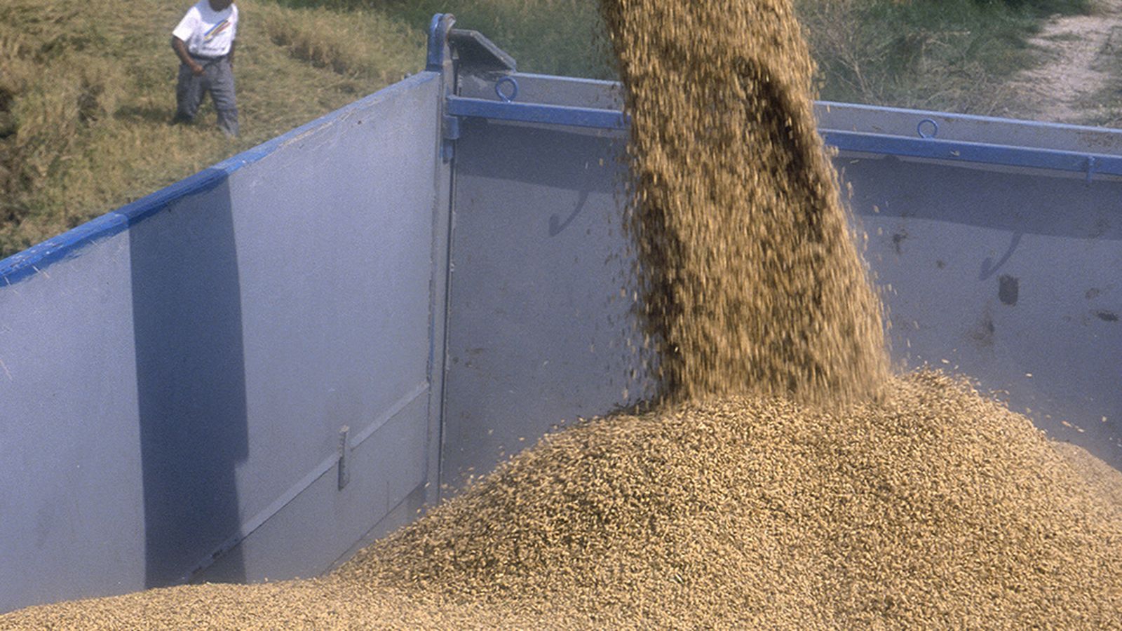 Agricultors recollint l'arròs