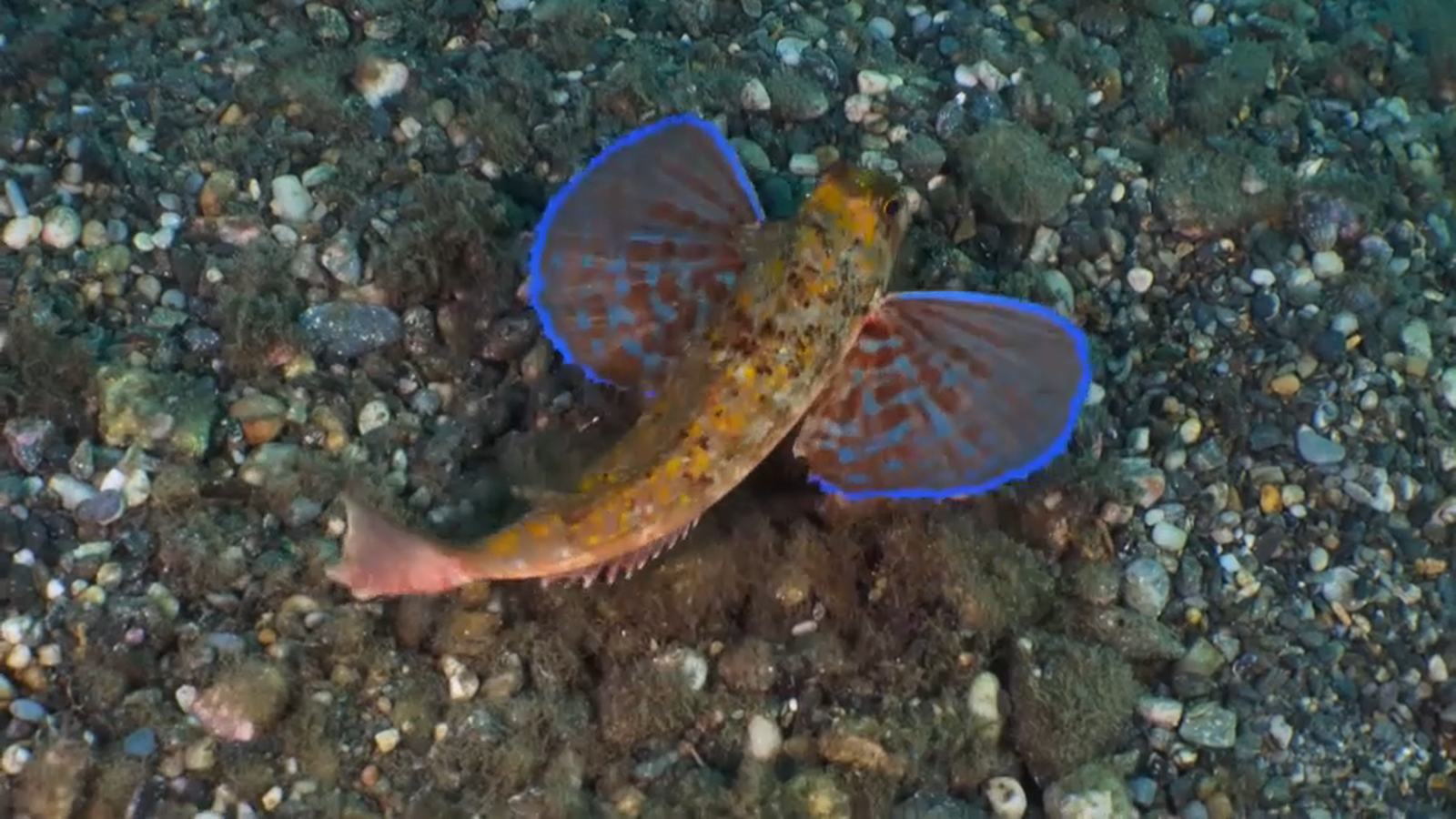 Una de les imatges del fons marí gravades per Hèctor i Lledó