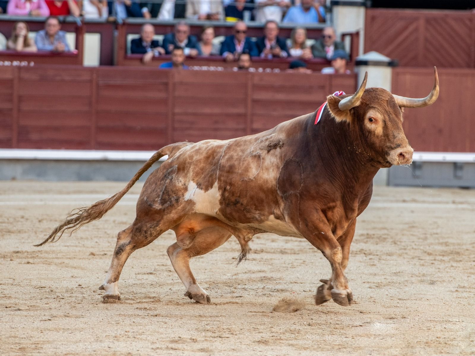 Bou d'Alcurrurén, ramaderia dels germans Lozano, que es lidiarà diumenge a Las Ventas