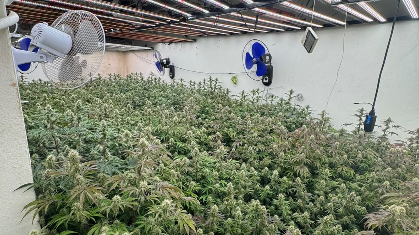 La Policia desmantella una plantació de marihuana en un habitatge d’Elda