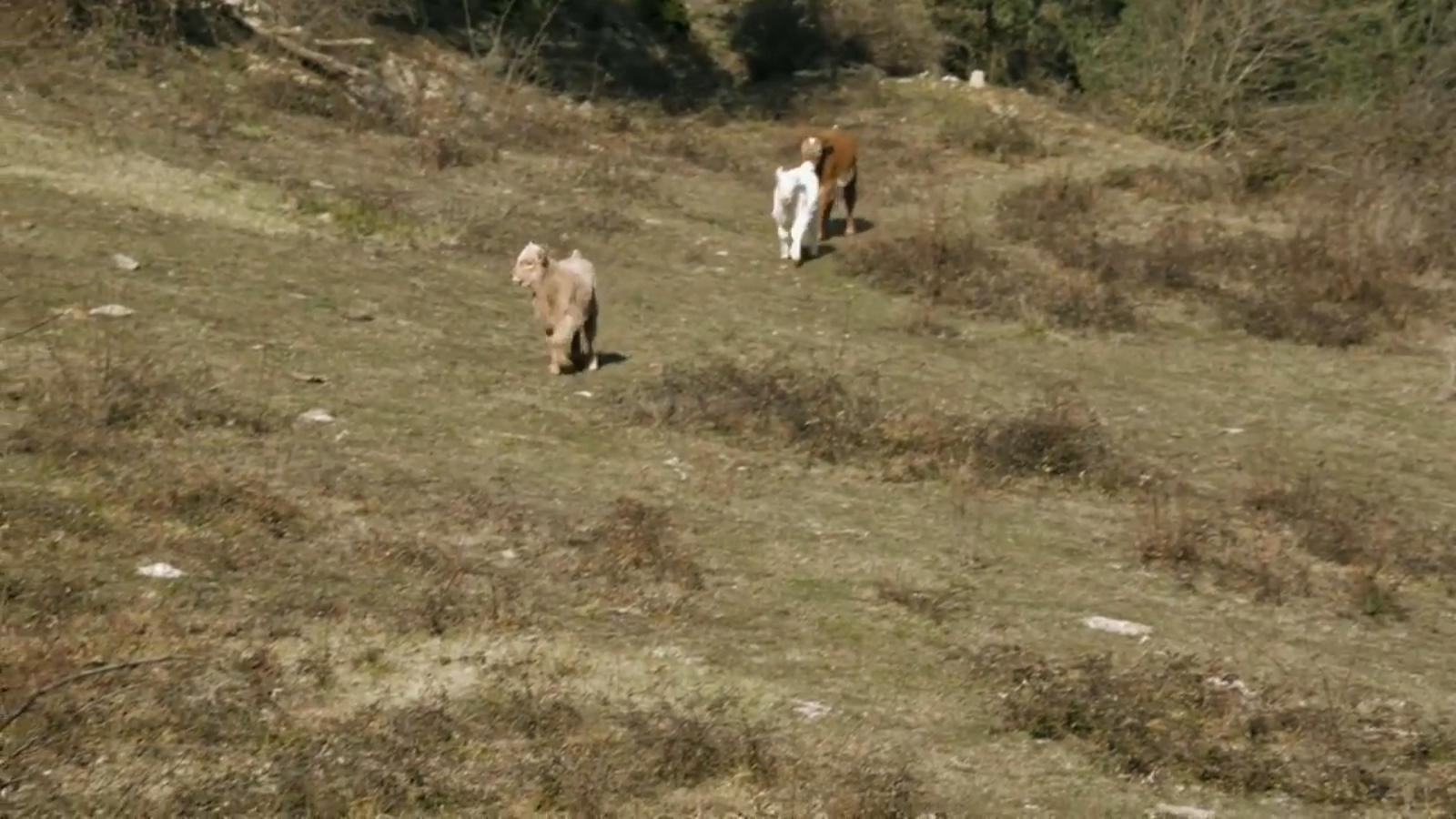 De mar i bancal | Viatge al remolc