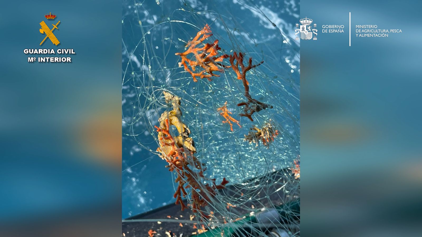 Imatge del coral afectat per les xàrcies