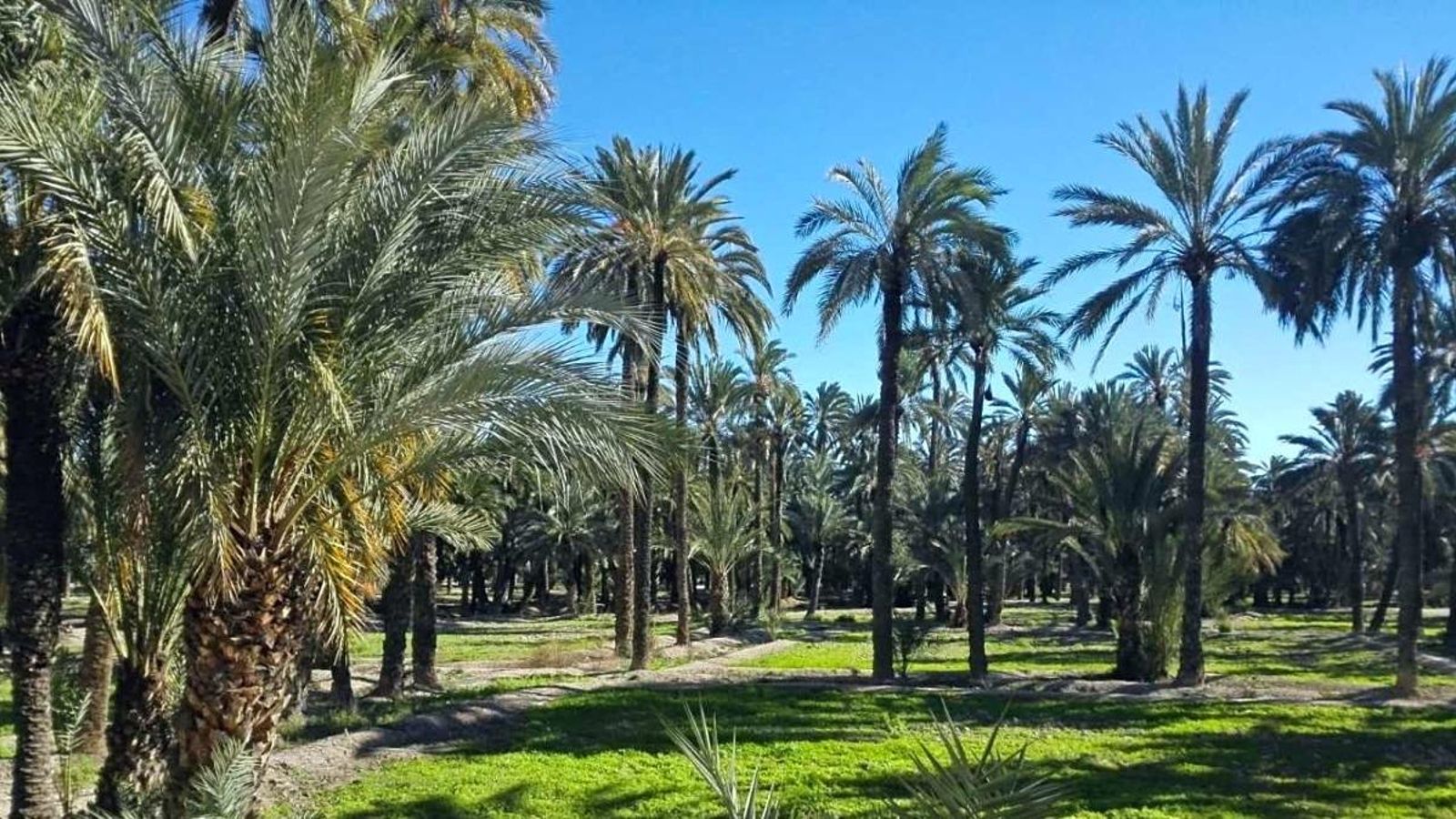 El palmerar d'Elx, en una imatge d'arxiu