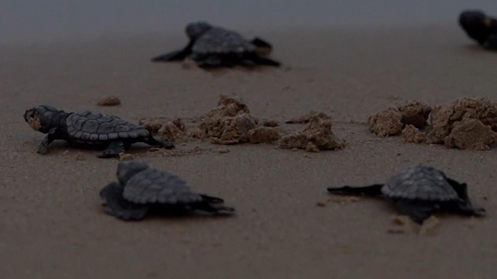 Les tortugues alliberades camí cap a la mar