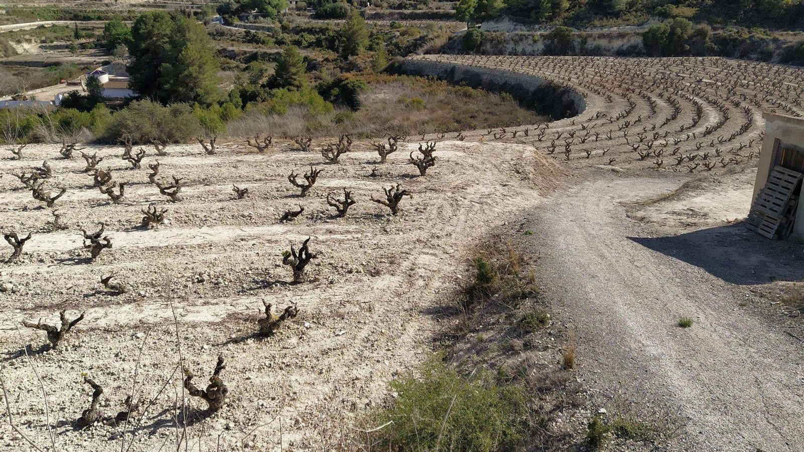 Imatge d'arxiu d'un camp de vinyes