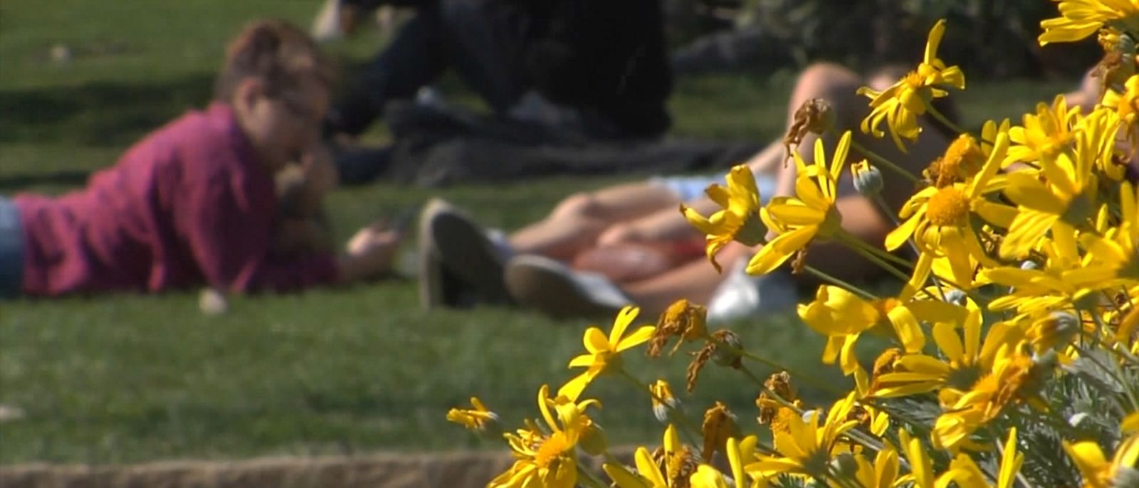 Arriben les al·lergies