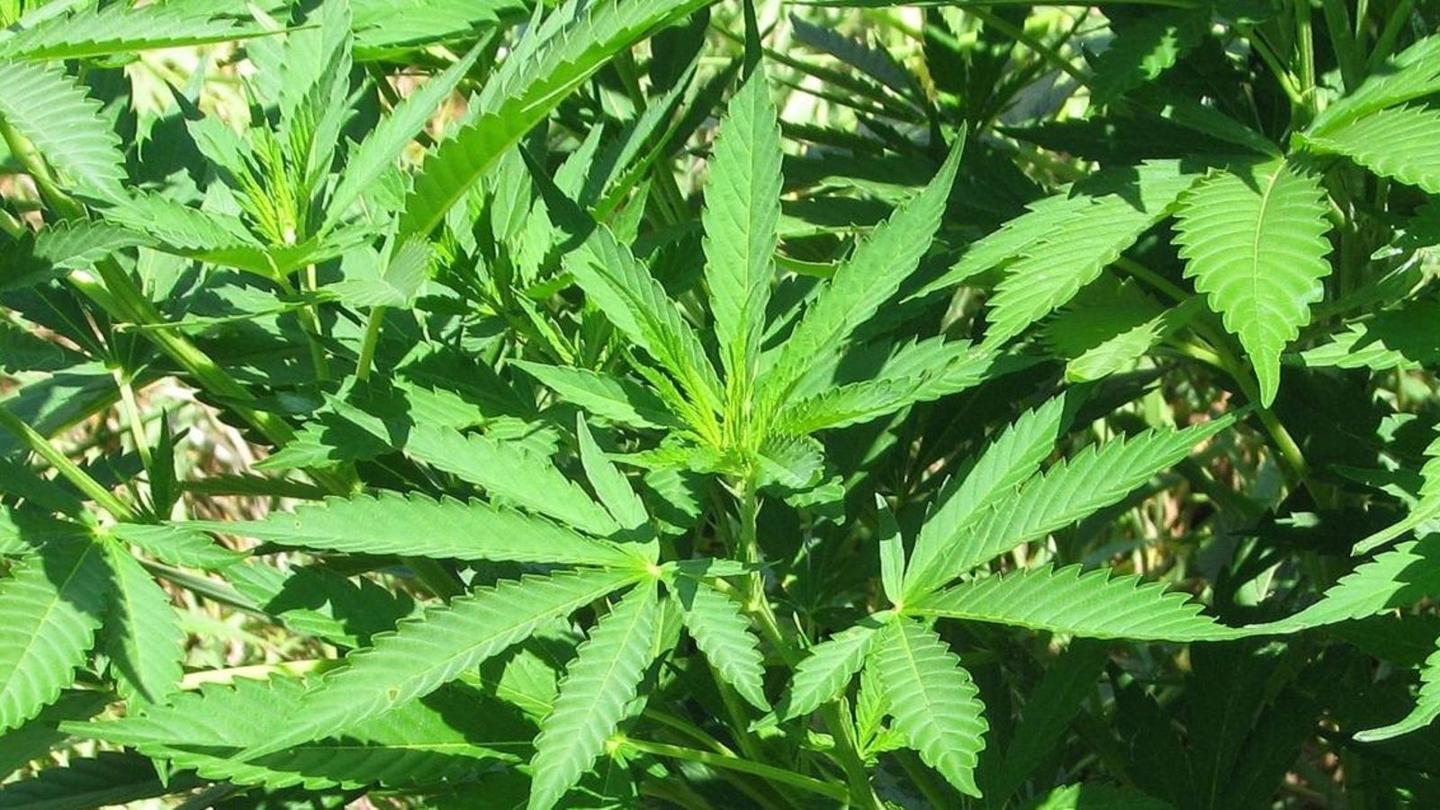 Legalitzat al Canadà el consum de productes comestibles amb cànnabis