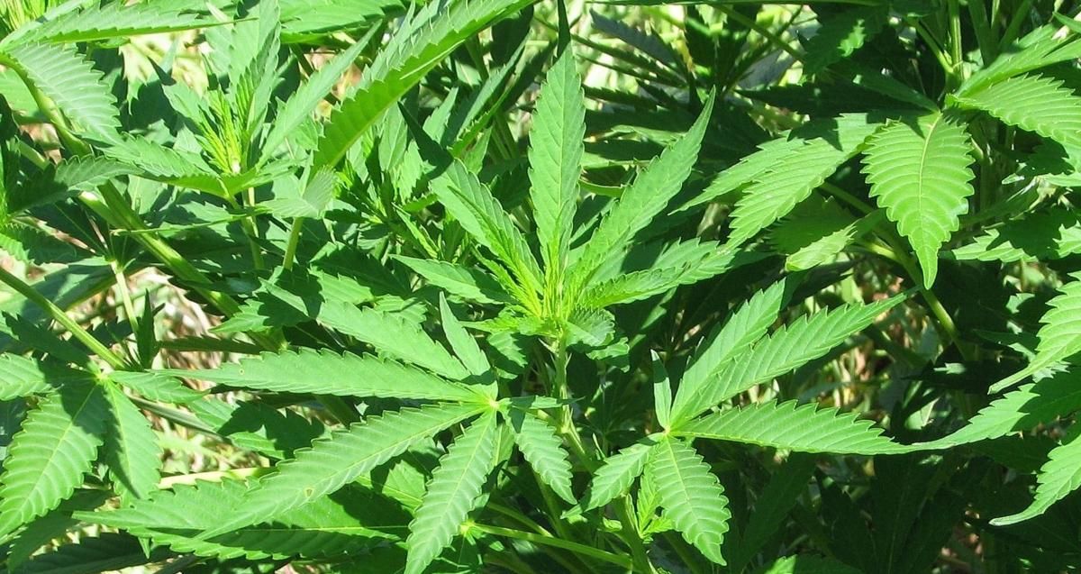 Sota el lema “Parlem de drogues, la informació salva vides”, Salut Pública lluita contra l’ús indegut i el tràfic il·lícit de drogues Legalitzat al Canadà el consum de productes comestibles amb cànnabis