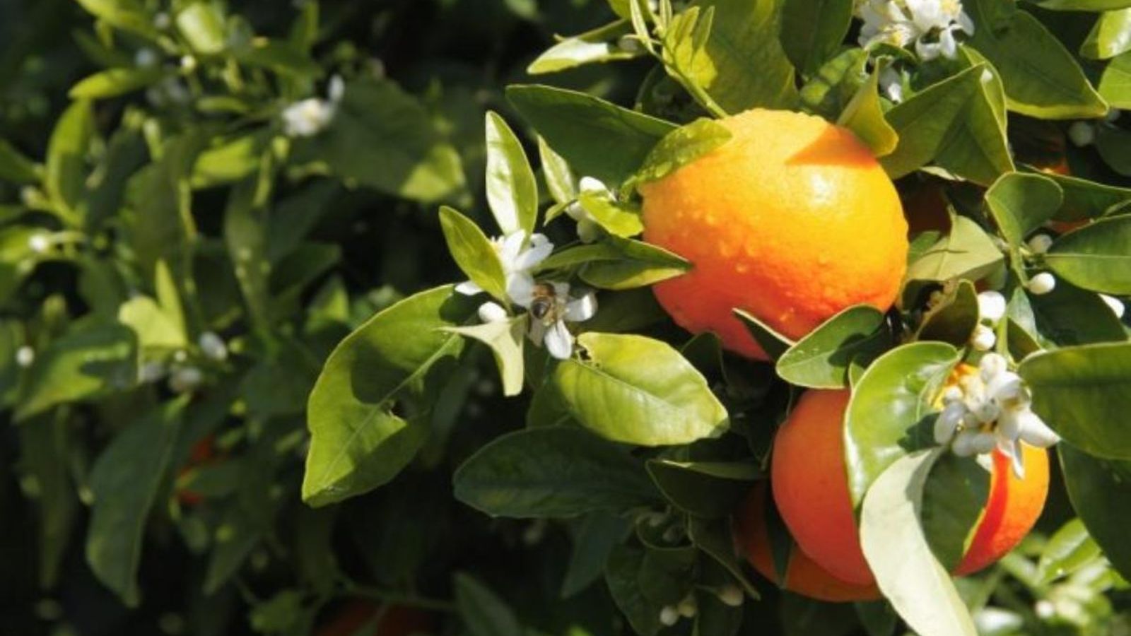 Imatge d'arxiu de mandarines orri