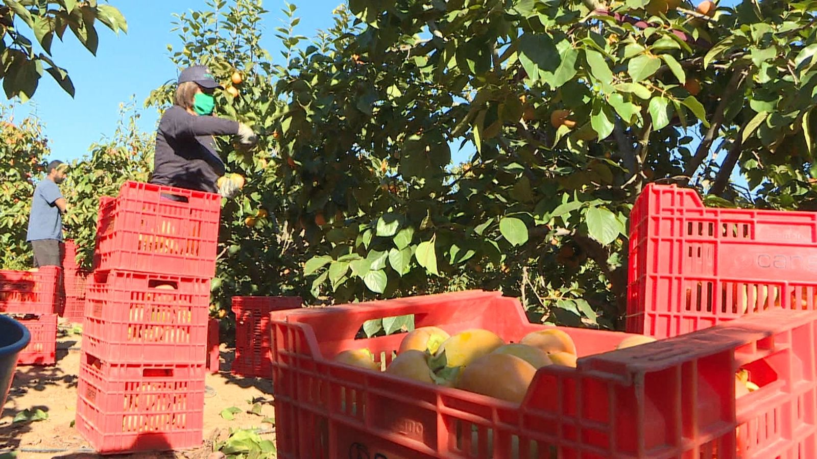 La desertificació posa en risc el cultiu de caquis o frutes tropicals