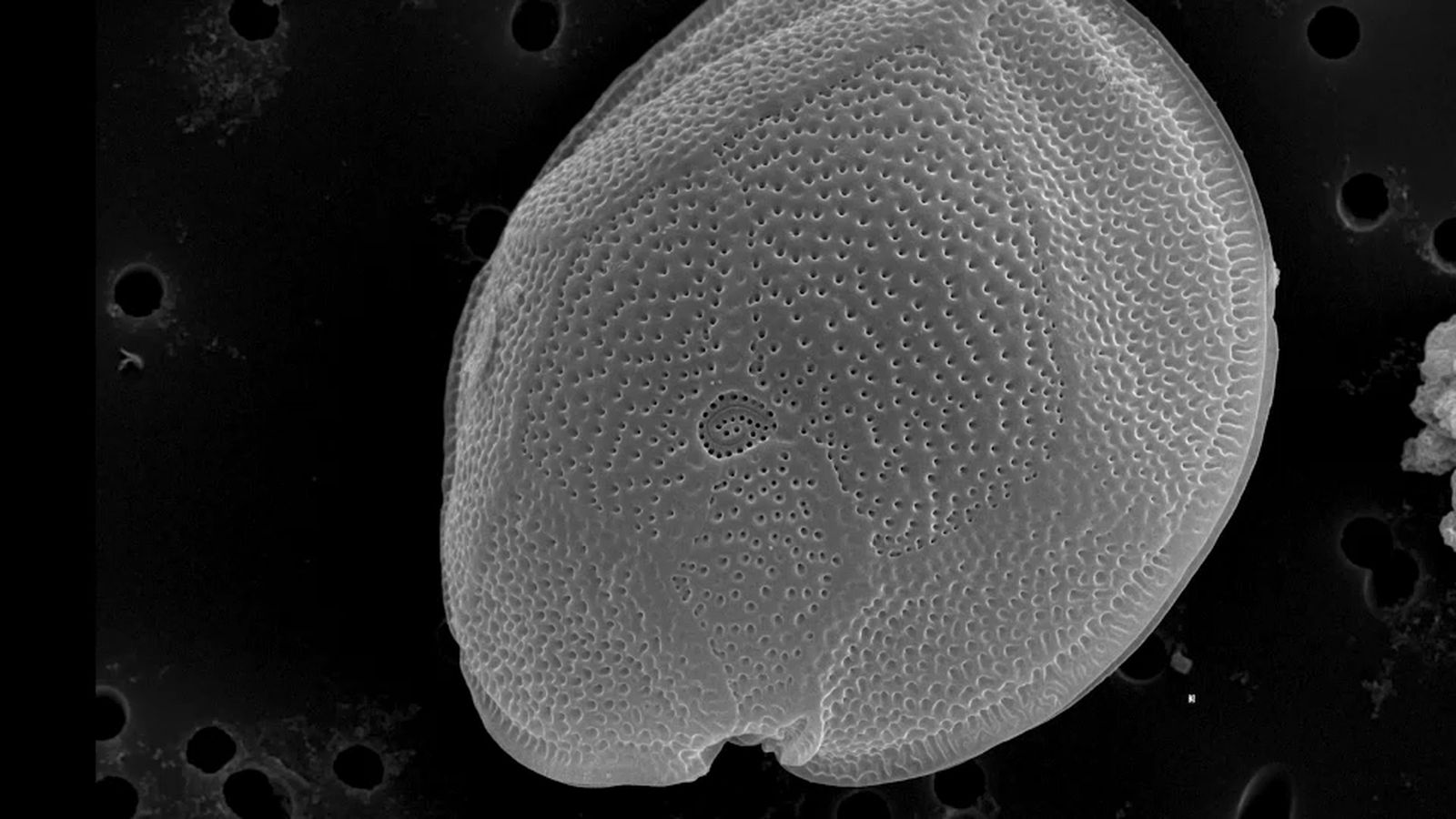 Alerta a la costa de Dénia i Xàbia per la presència d'una microalga tòxica que podria contaminar el peix