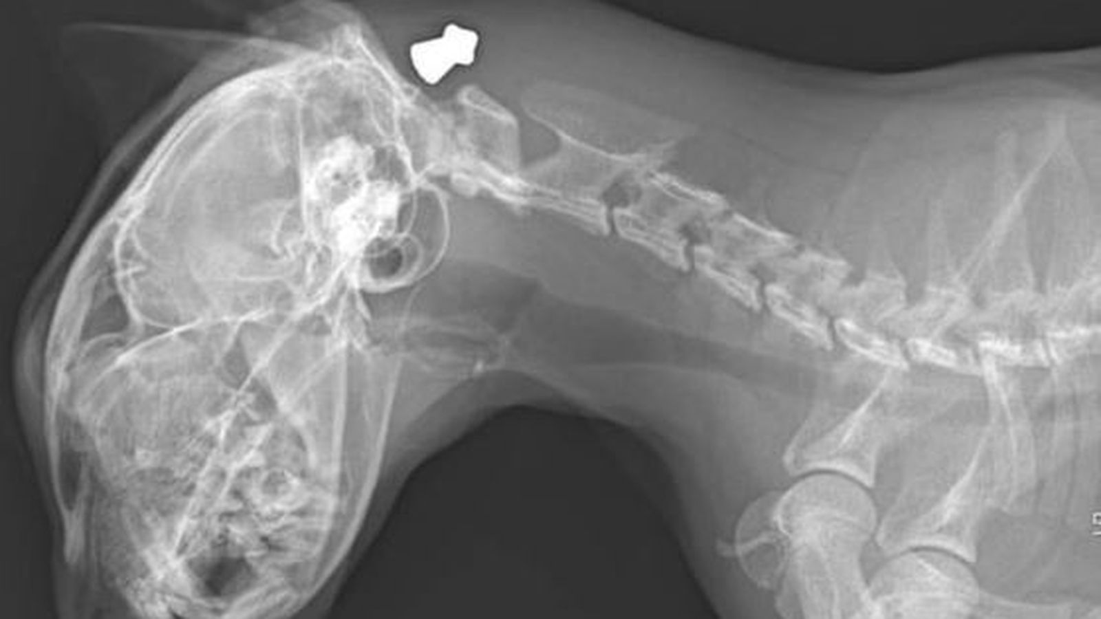 Radiografia del gat amb la bala incrustada al crani