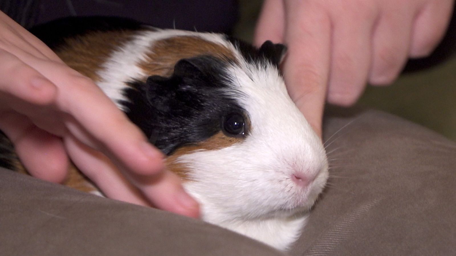 Animalades | Aprenent amb animals