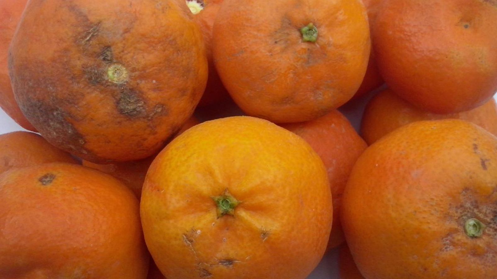 Mandarines amb pixat