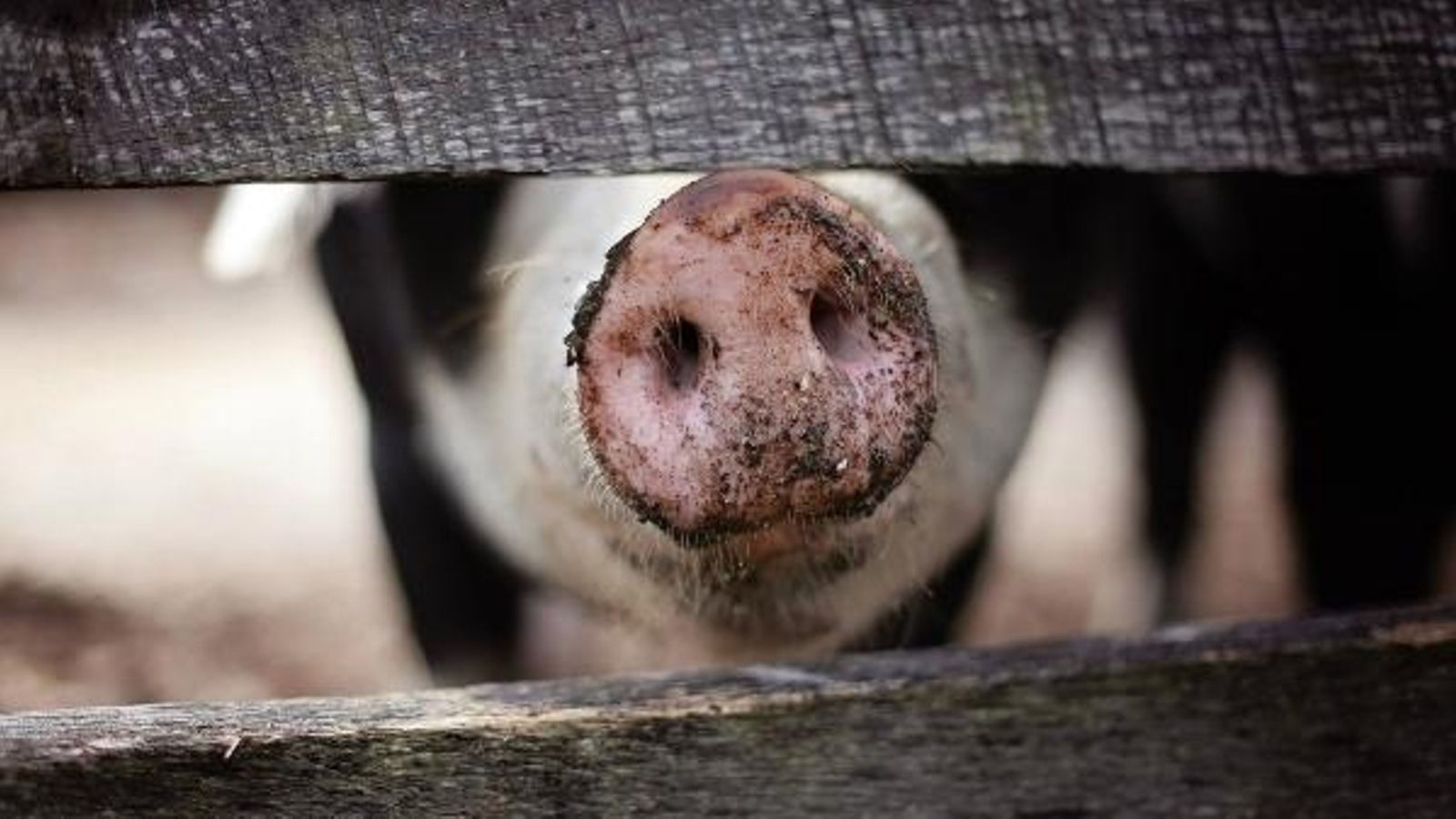 Una setmana per a conscienciar sobre el maltractament animal