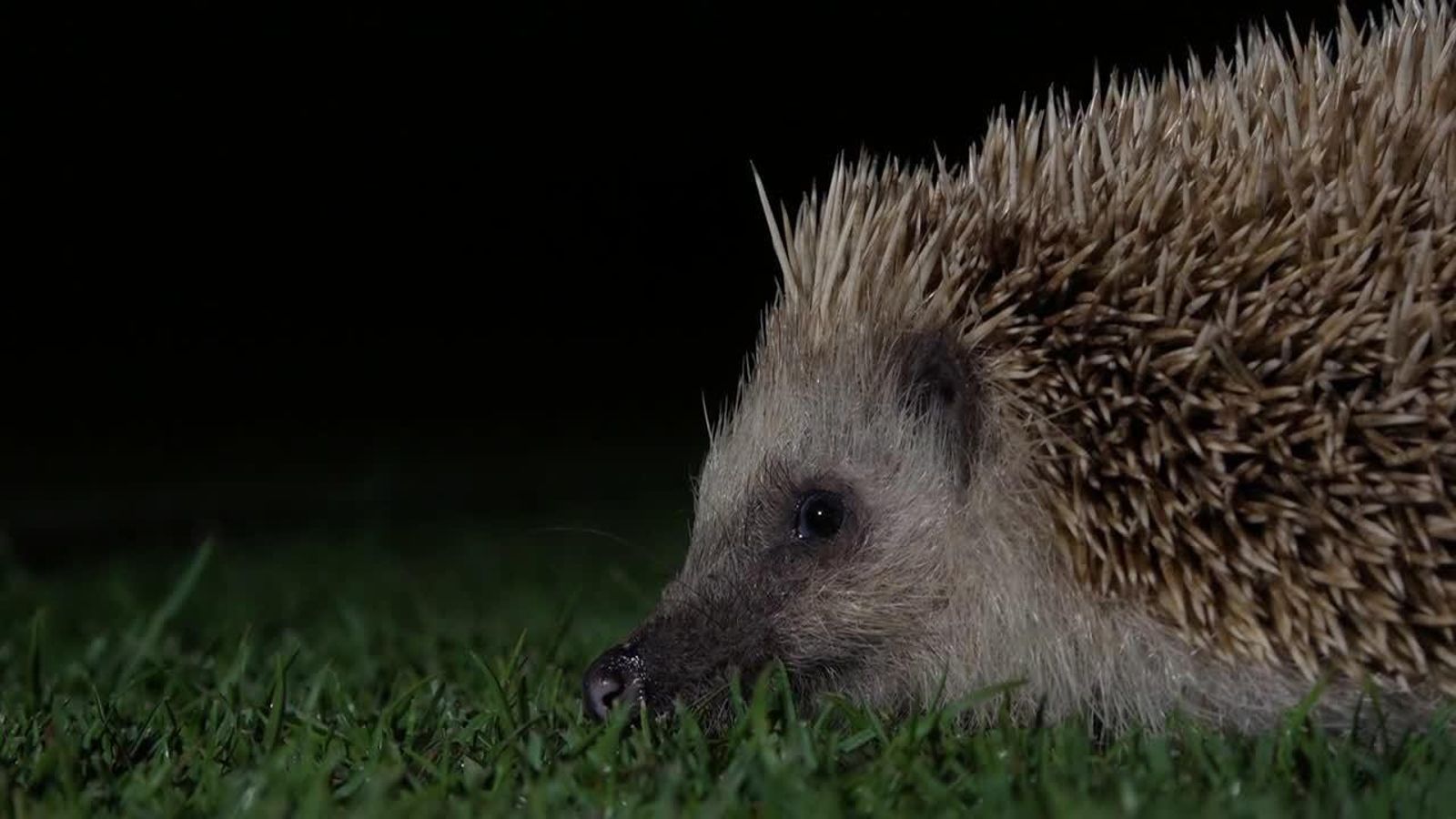 16.08.2018 | Eriçons del Saler