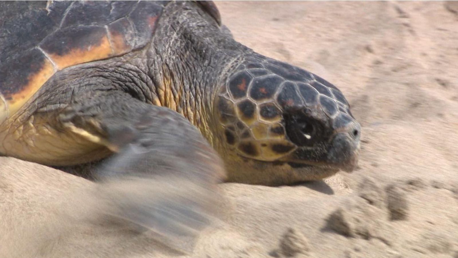 La tortuga bova, que els xiquets han batejat com a Oceà, a la platja del Saler