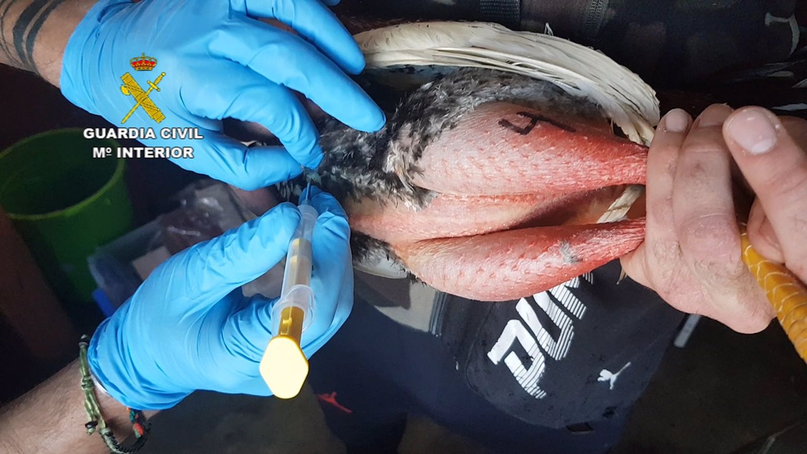 Un dels galls de brega intervinguts