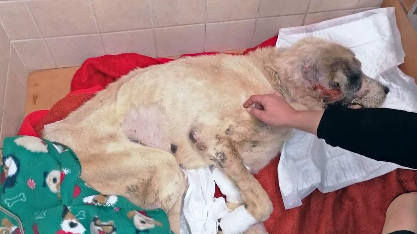 Ragnar, el gos mastí de 7 anys trobat a Elx