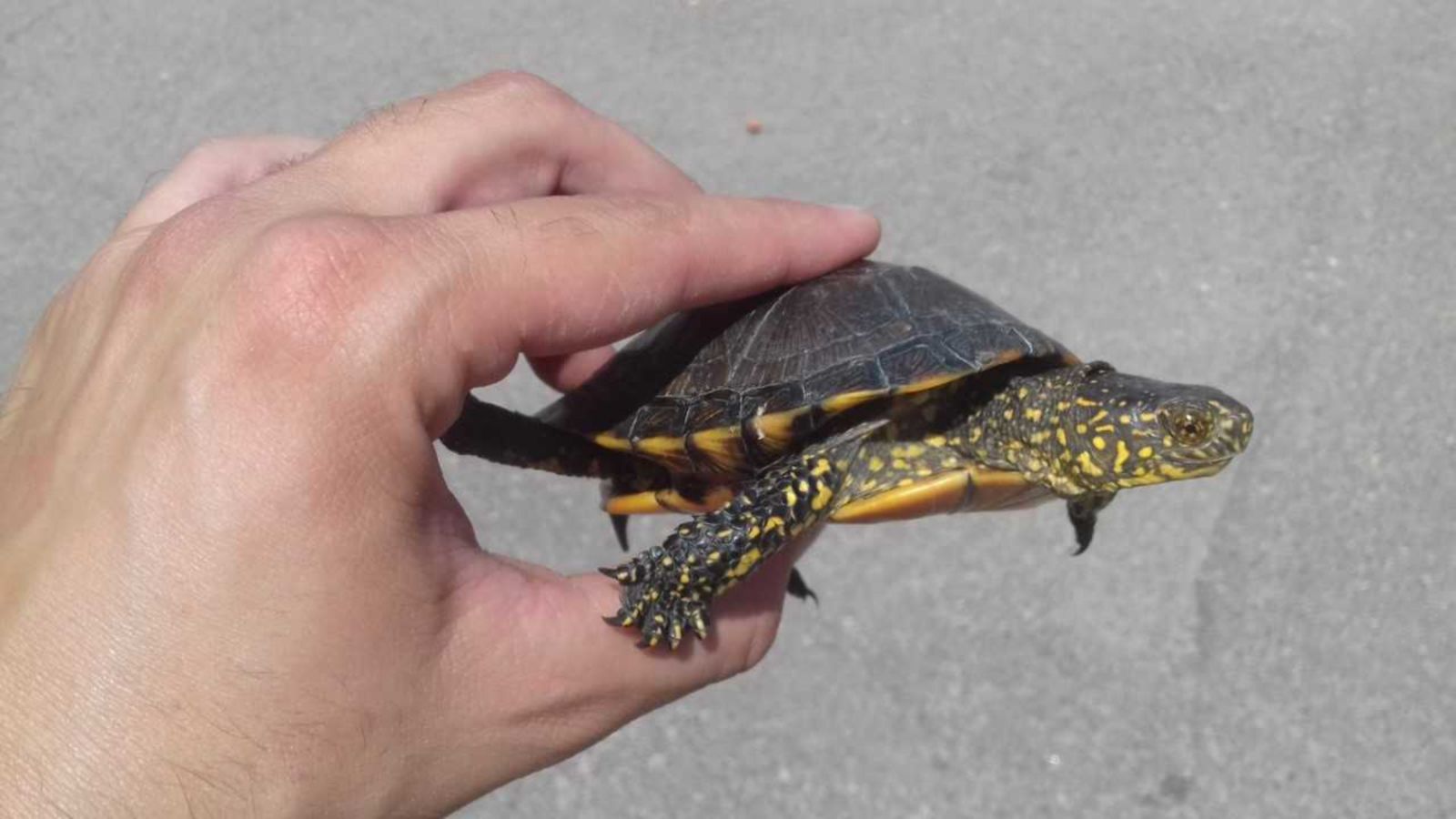 El Consorci col·labora amb la Conselleria en el control de les tortugues endèmiques.