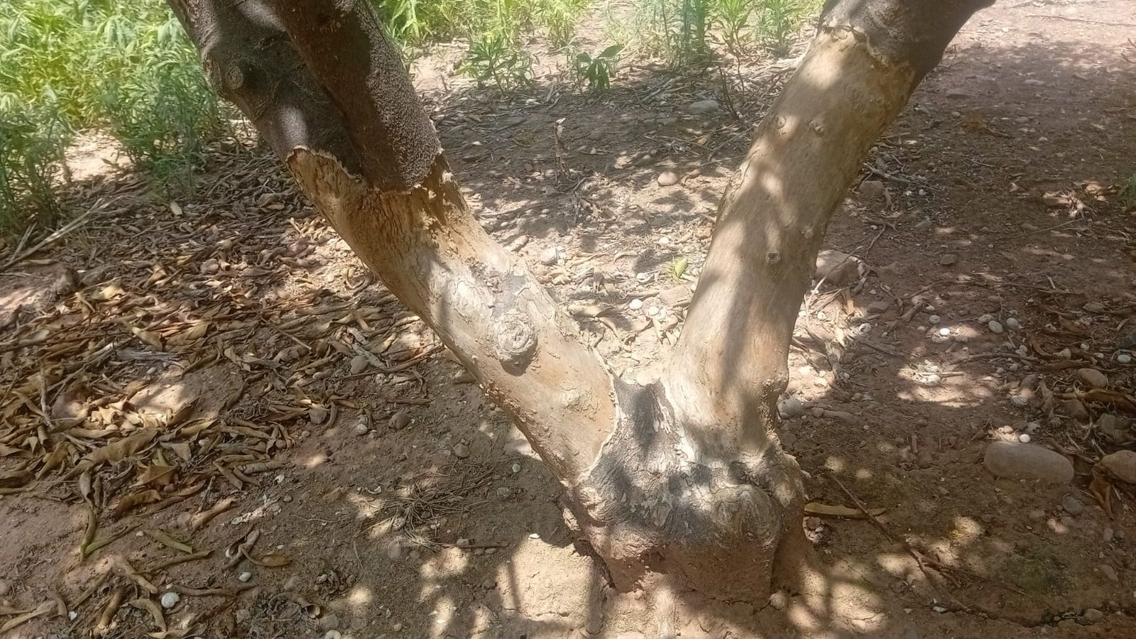 Els conills repelen les soques dels arbres, amb els conseqüents danys per a la plantació