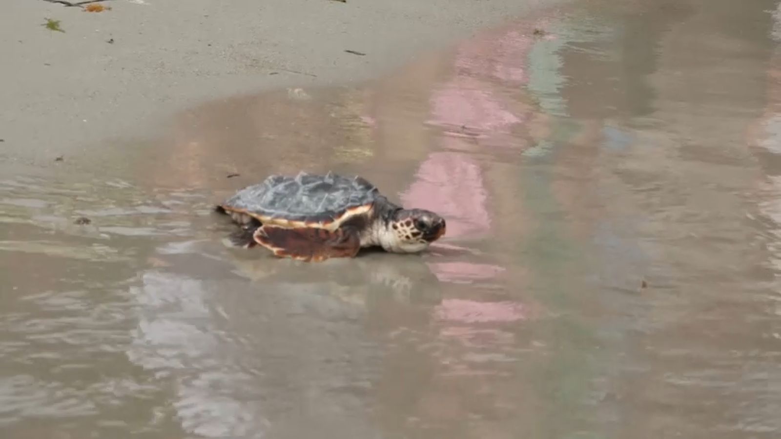 Tortugues tornen a la mar a la platja de Dénia
