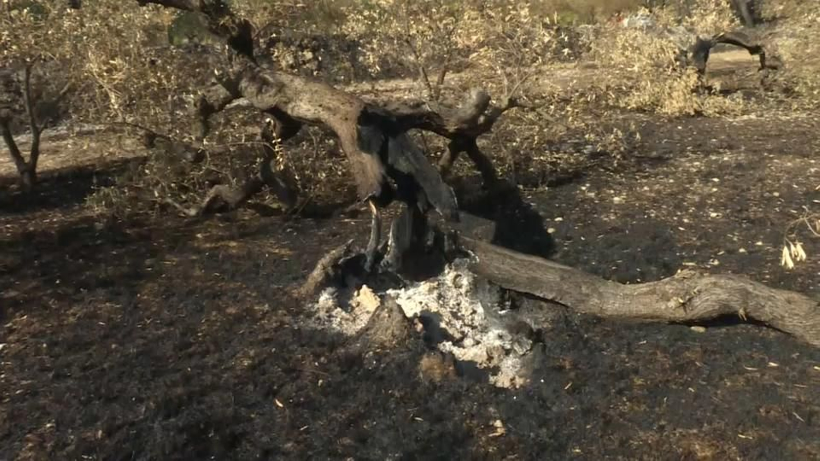Les flames de l'incendi a la Vall d'Ebo han cremat oliveres centenàries