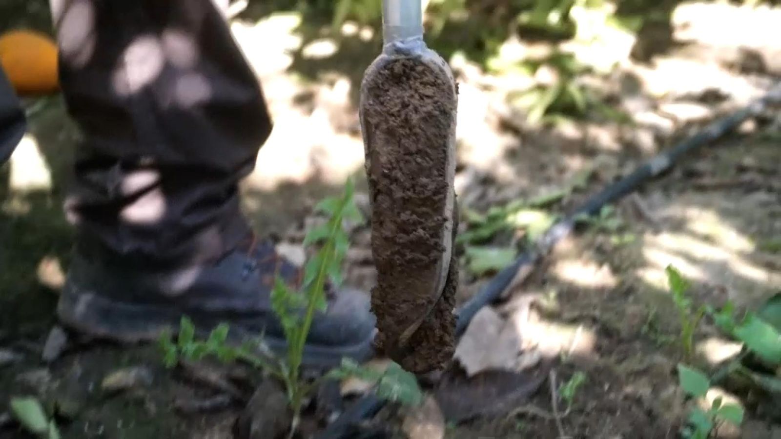 Una de les mostres de terra que prenien els tècnics este dimecres en una explotació de l'Horta