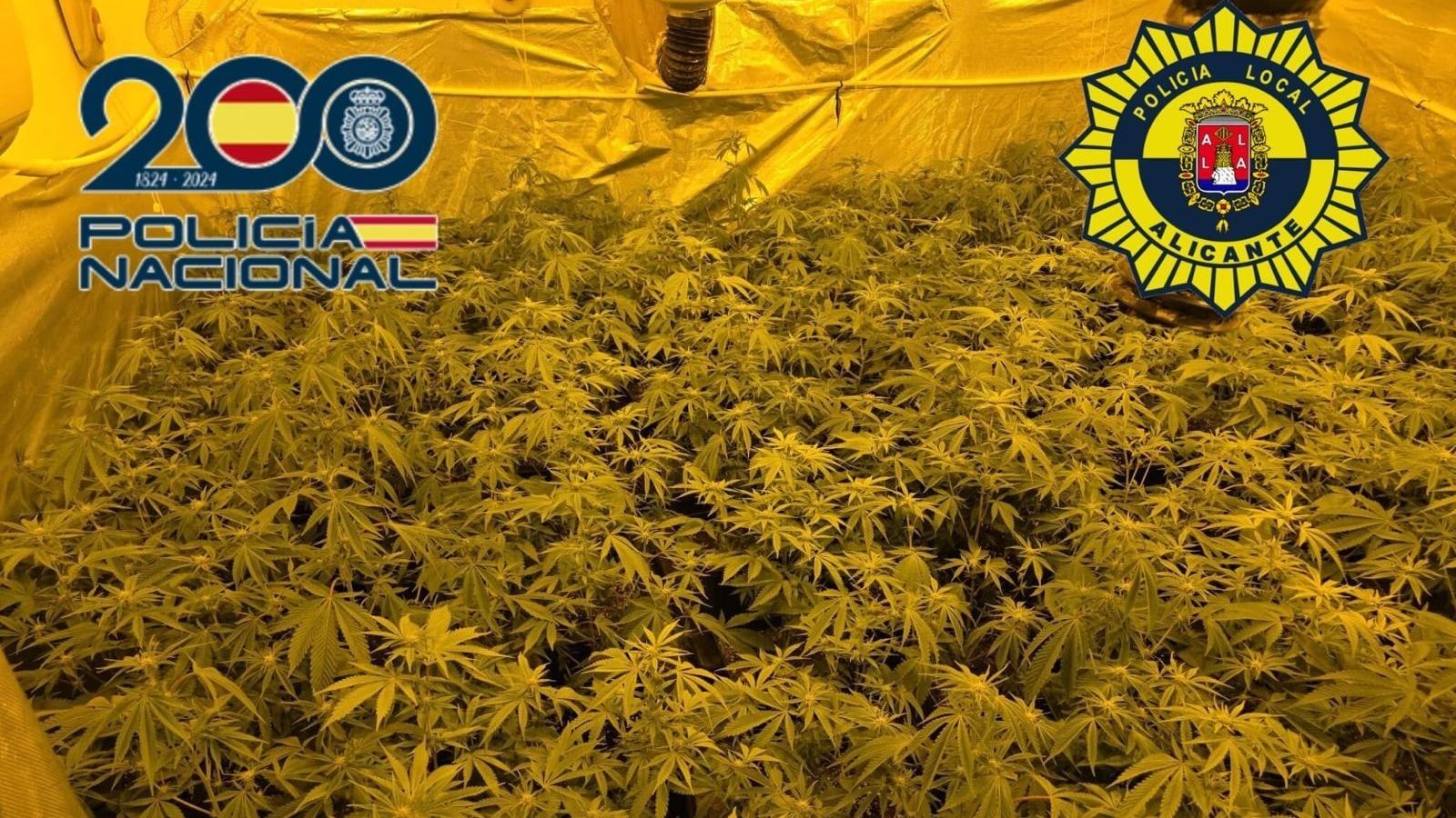 Plantació interior de de marihuana desmantellada a Alacant