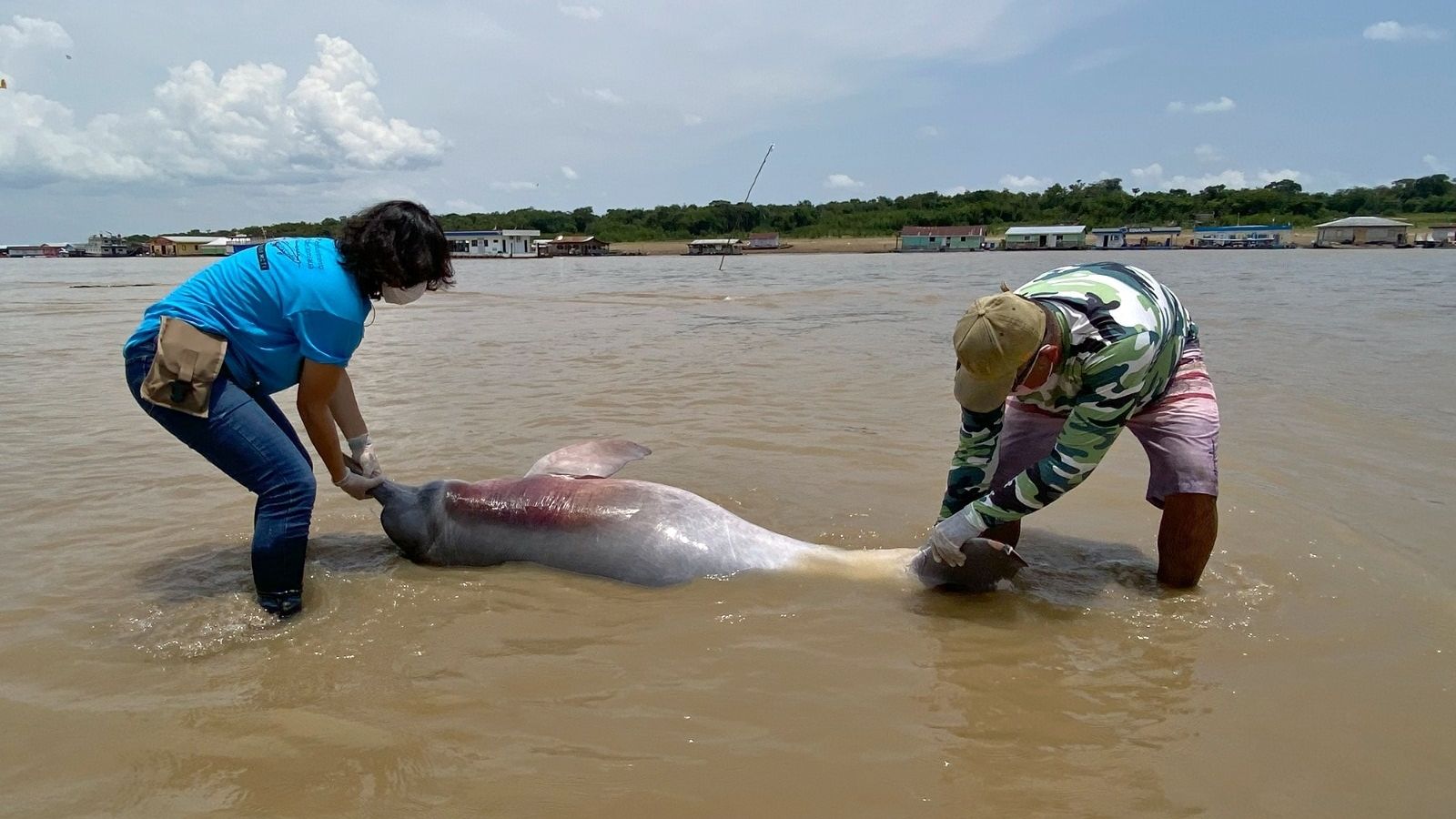 Un dofí en l'Amazones, on treballen equips de veterinaris valencians i d'altres parts del món