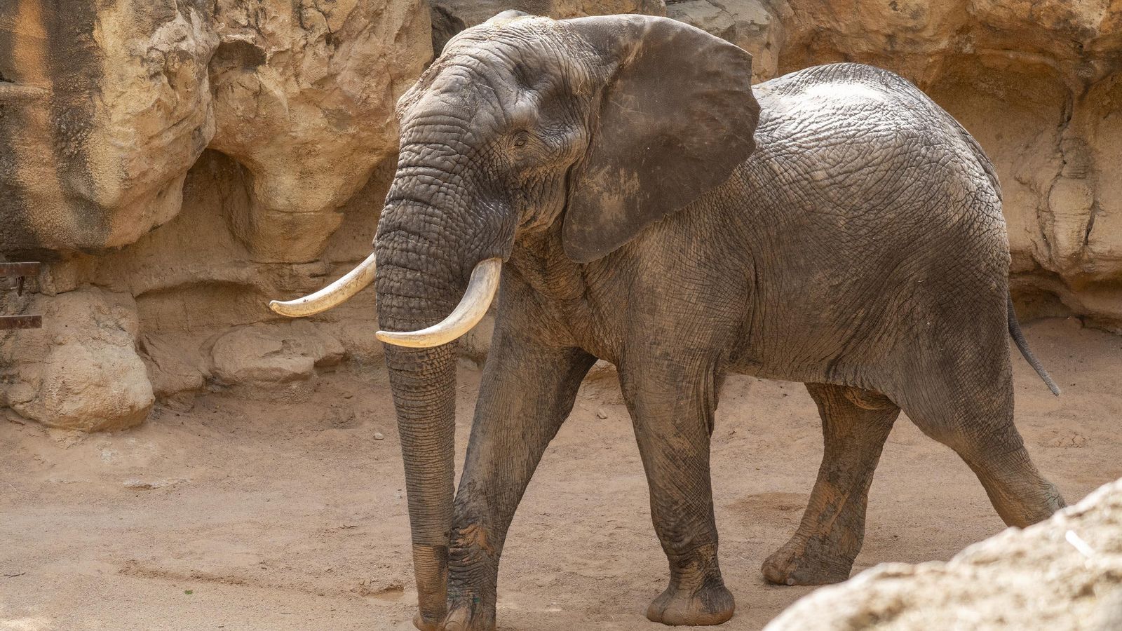 Tooth, el nou elefant del Bioparc Tooh, el nou elefant del Bioparc