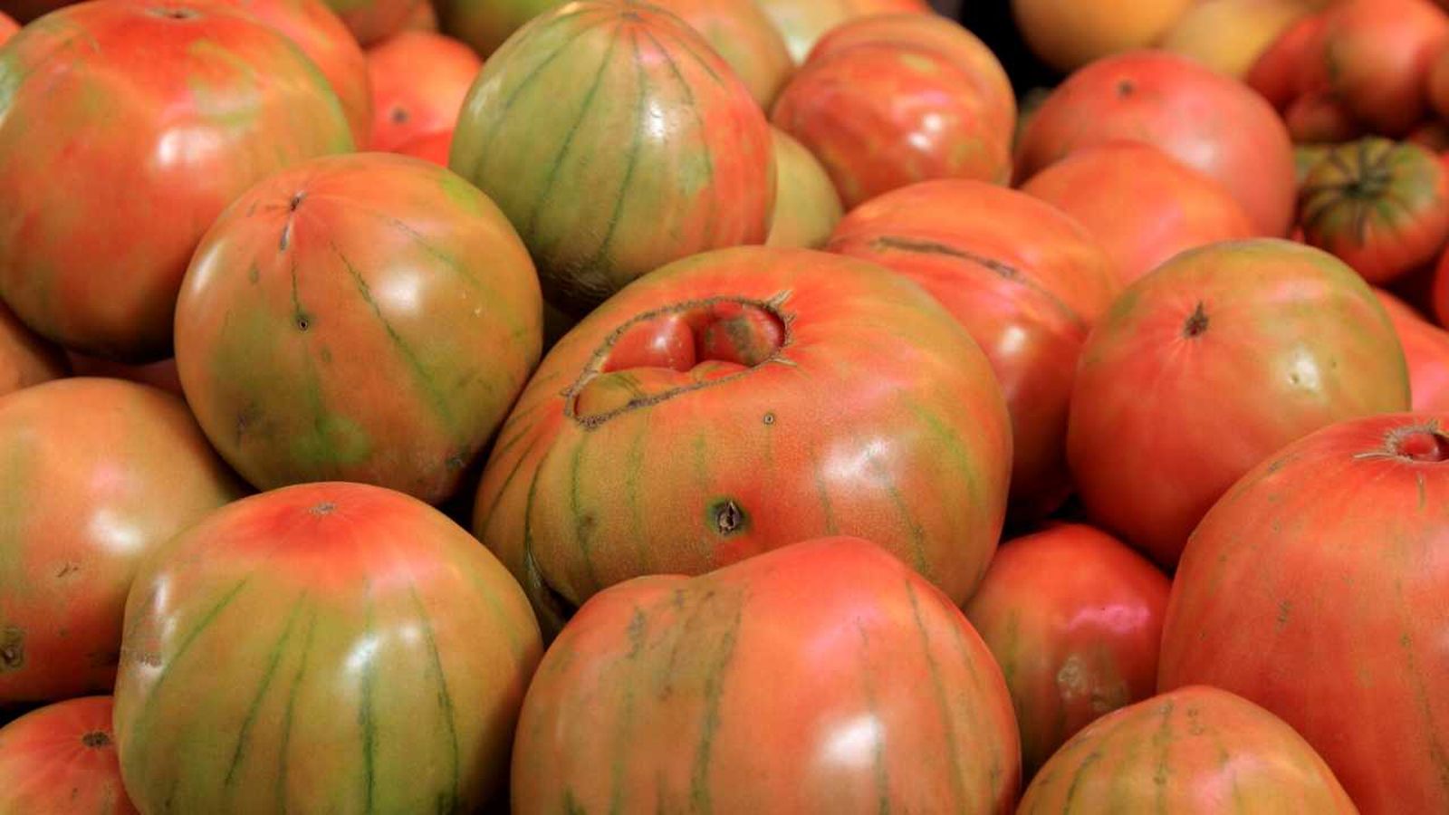 Imatge d'arxiu de tomates del Perelló
