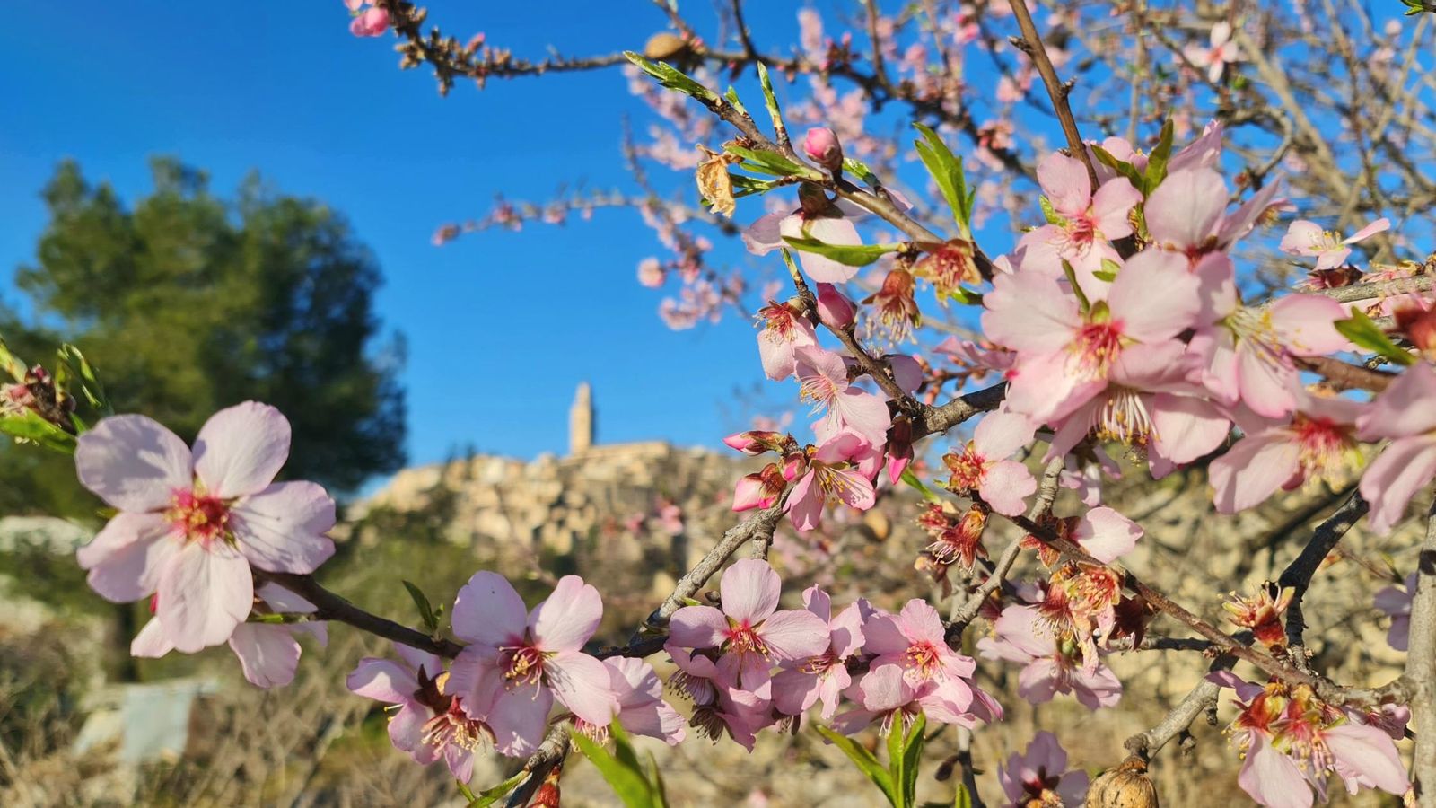 BOCAIRENT, LA VALL D'ALBAIDA