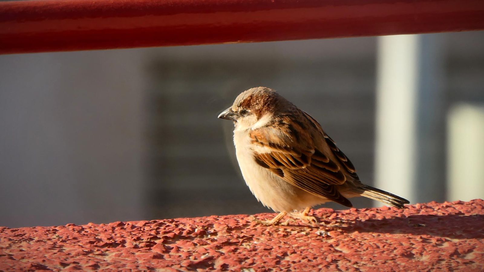 Alcàsser, l'Horta Sud