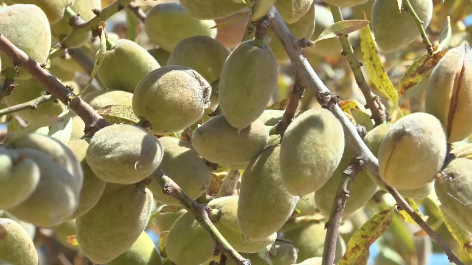 La collita d'almetles del Vinalopó Mitjà s'iniciarà la pròxima setmana i tindrà un 50% menys de producció