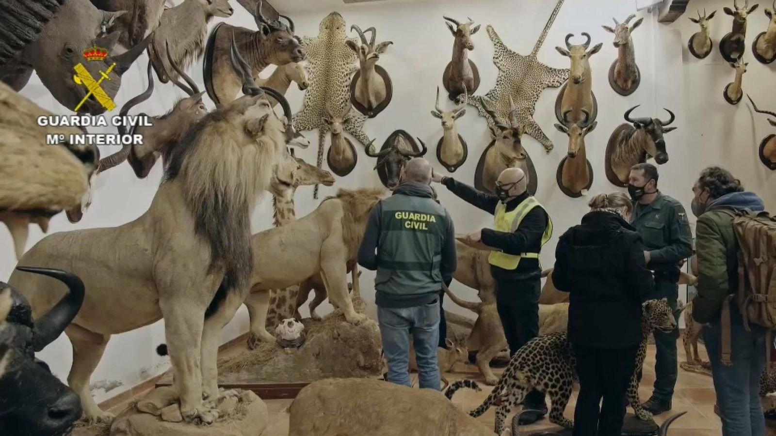 Alguns dels animals preservats que la Guàrdia Civil ha trobat en la nau de l'empresari valencià que col·leccionava animals protegits